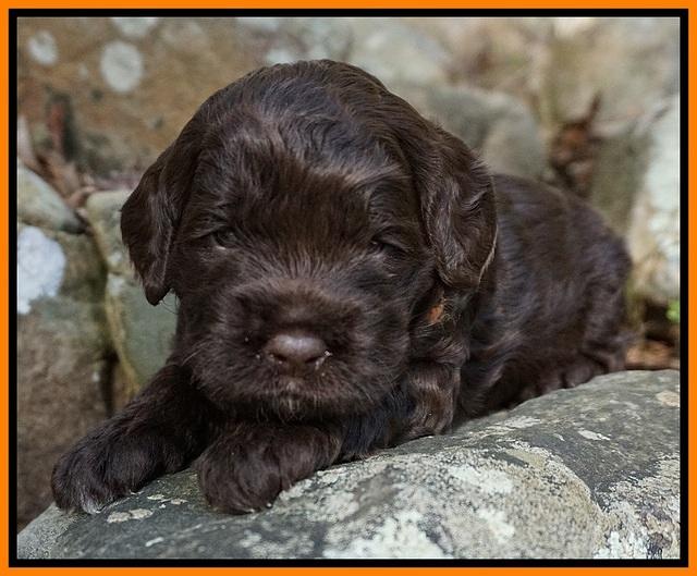 Liza Trace pups 3 wks old 202