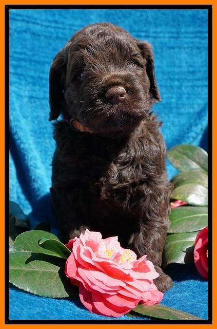 Liza Trace pups 4 wks old 271