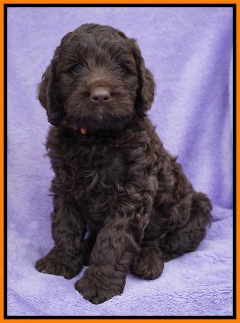 Liza Trace pups 6 wks old 271