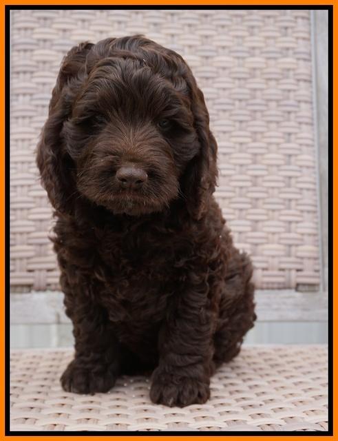 Liza Trace pups 7 wks old 281