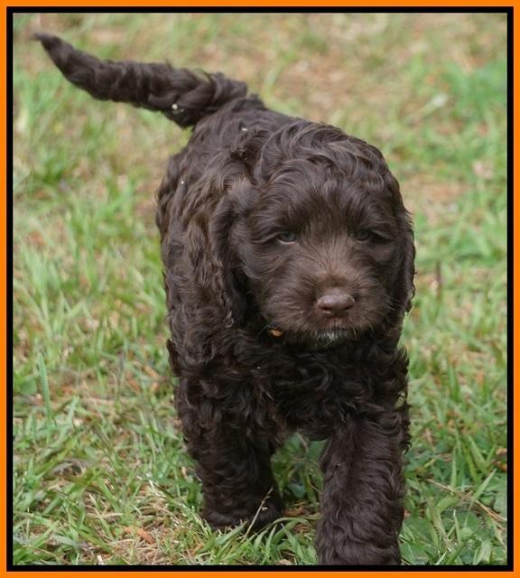 Liza Trace pups 7 wks old 301