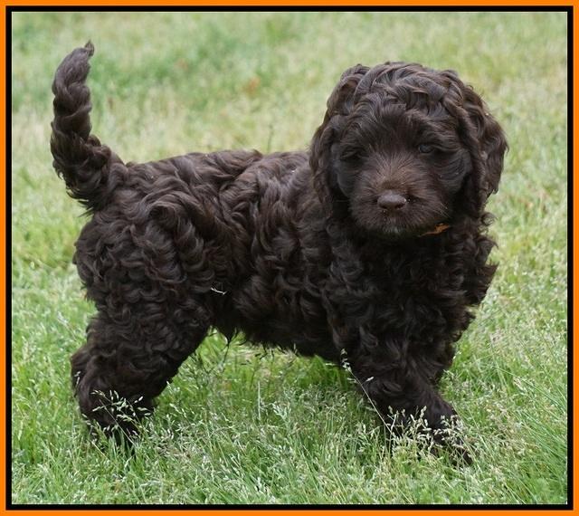 Liza Trace pups 7 wks old 311