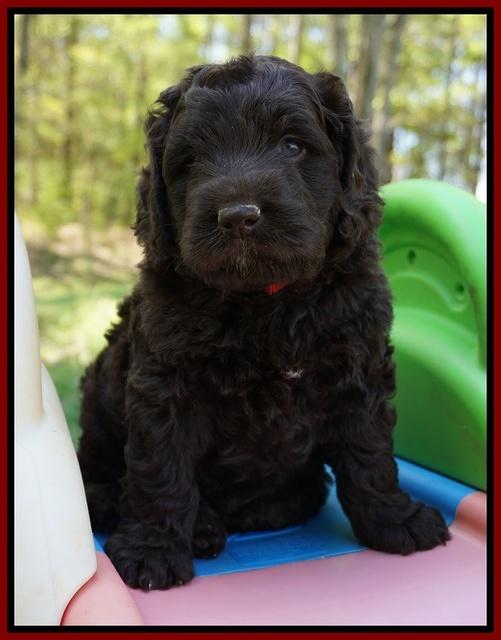 Liza TRAce pups 5 wks old 271