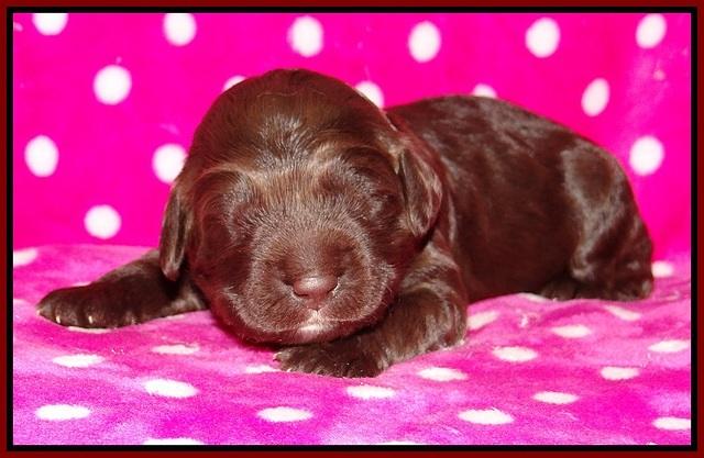 Liza Trace pups 1 wk old 121