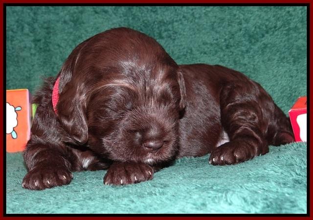 Liza Trace pups 2 wks old 201