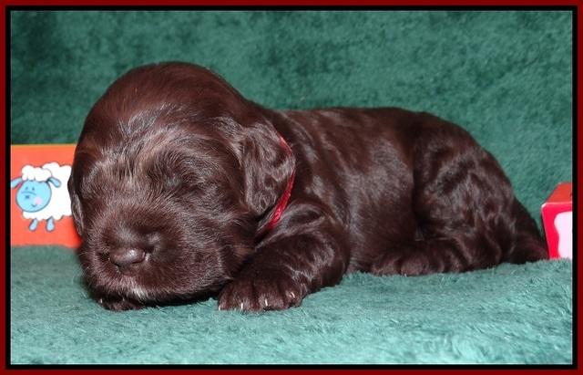 Liza Trace pups 2 wks old 211