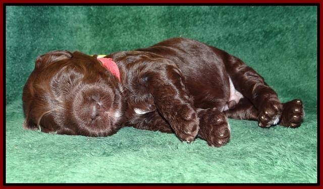 Liza Trace pups 2 wks old 221