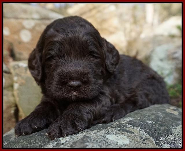 Liza Trace pups 3 wks old 222