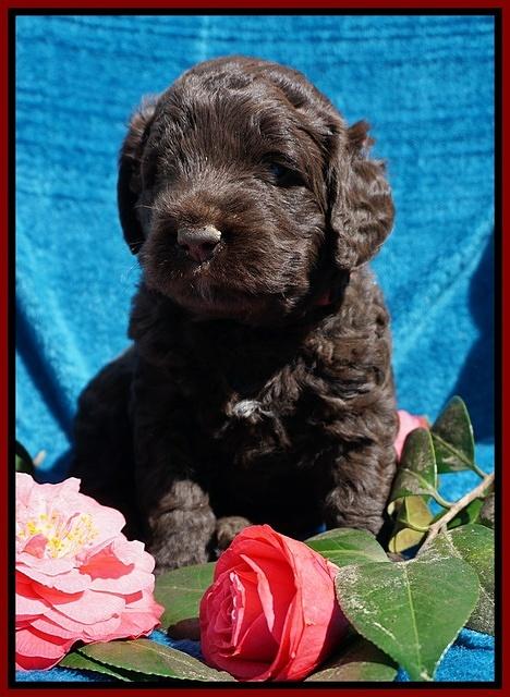 Liza Trace pups 4 wks old 351
