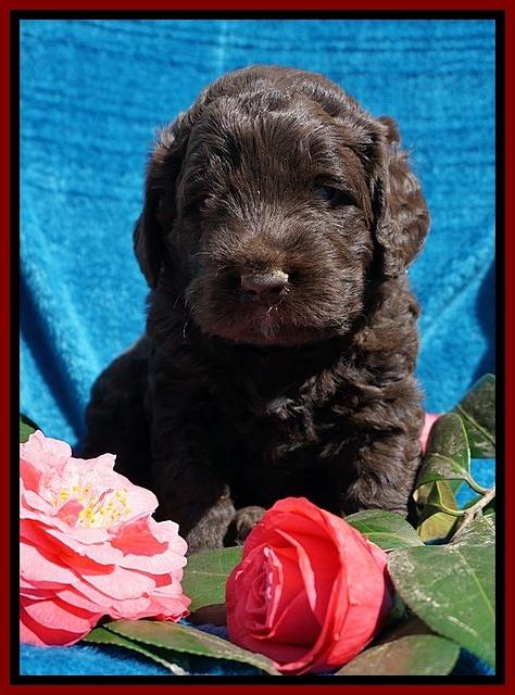 Liza Trace pups 4 wks old 361