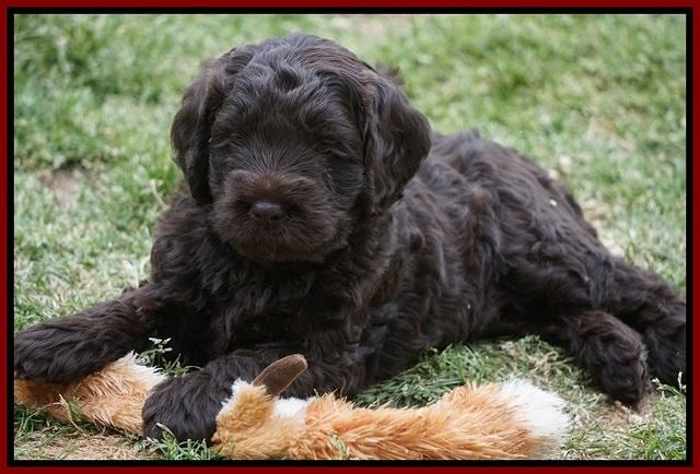 Liza Trace pups 5 wks old 30200