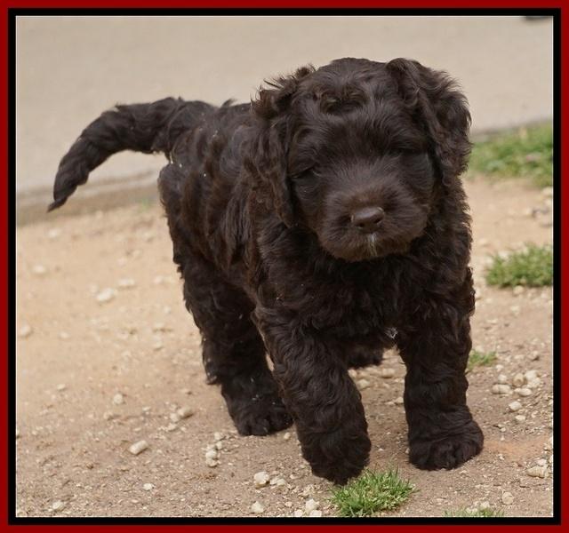 Liza Trace pups 5 wks old 31200