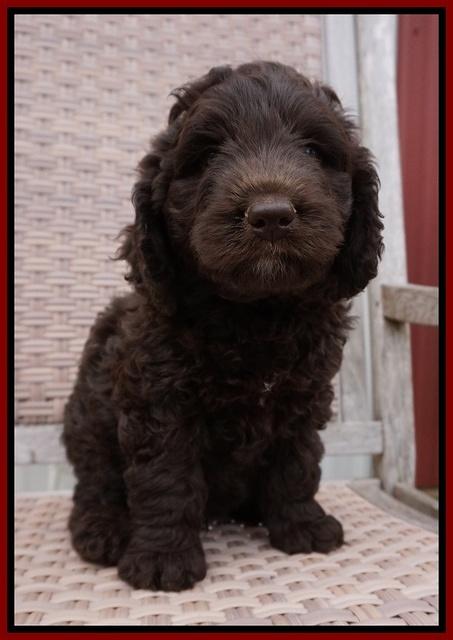 Liza Trace pups 7 wks old 341