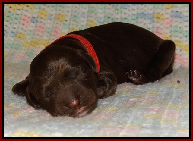 Liza Trace pups new born 151