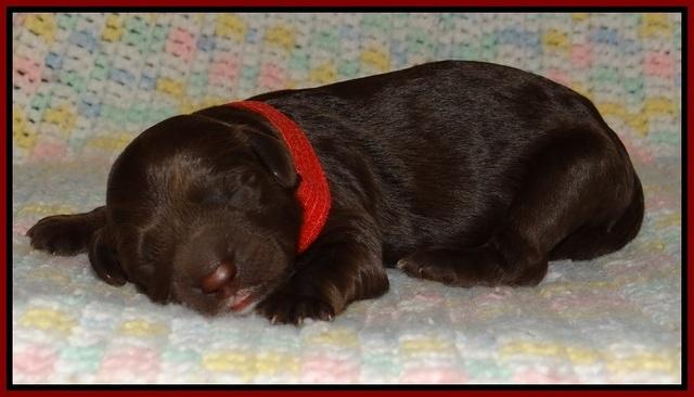 Liza Trace pups new born 161