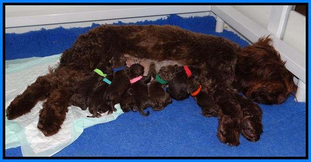 Liaz Trace newborns 004