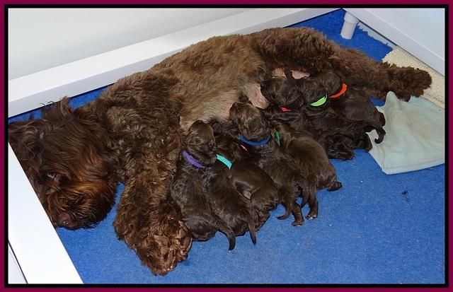 Liza Trace pups 1 wk old 181