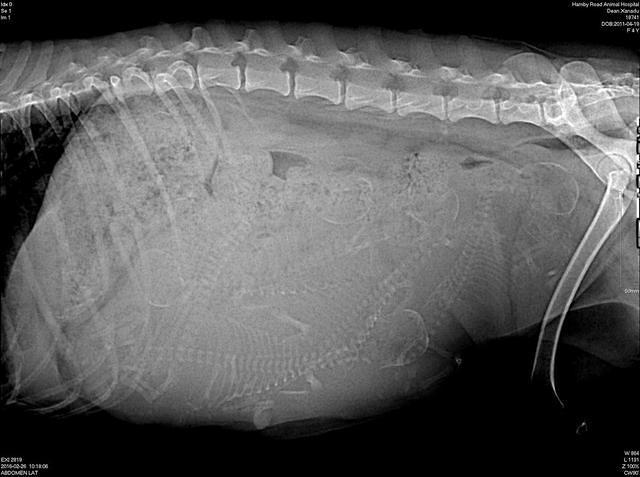 Xanadu Pilot preg xray