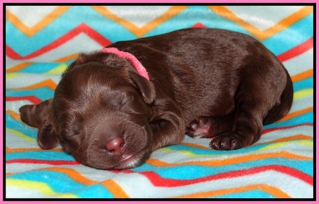 Pilot Xana pups newborn51