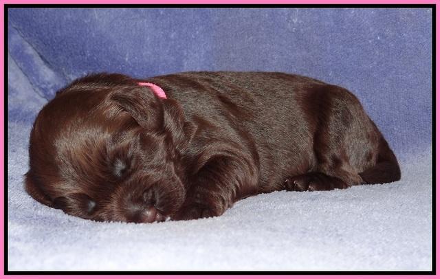 Xana Pilot pups 1 wk old 011