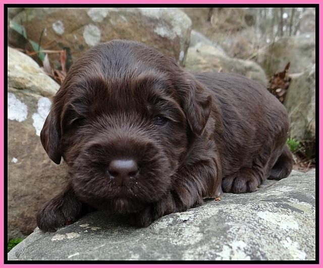 Xana Pilot pups 2 wks old 21