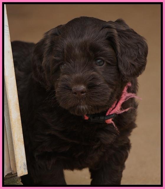 Xana Pilot pups 5 wks old 11