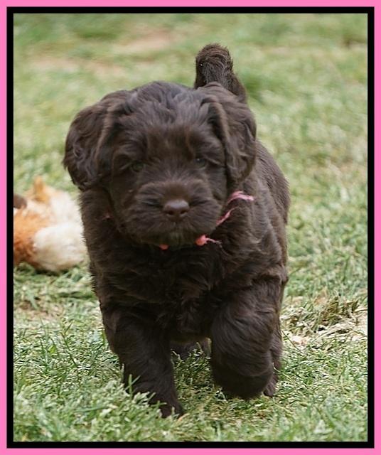 Xana Pilot pups 5 wks old 41