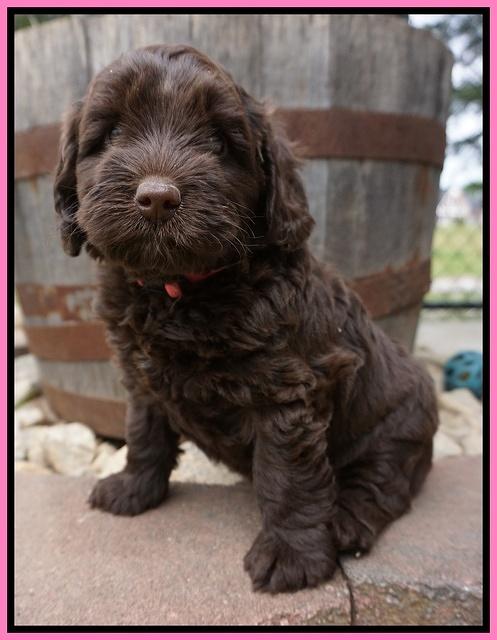Xana Pilot pups 6 wks old 41