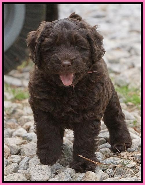 Xana Pilot pups 7 wks old 11