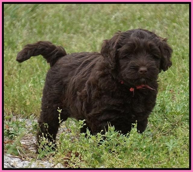 Xana Pilot pups 7 wks old 31