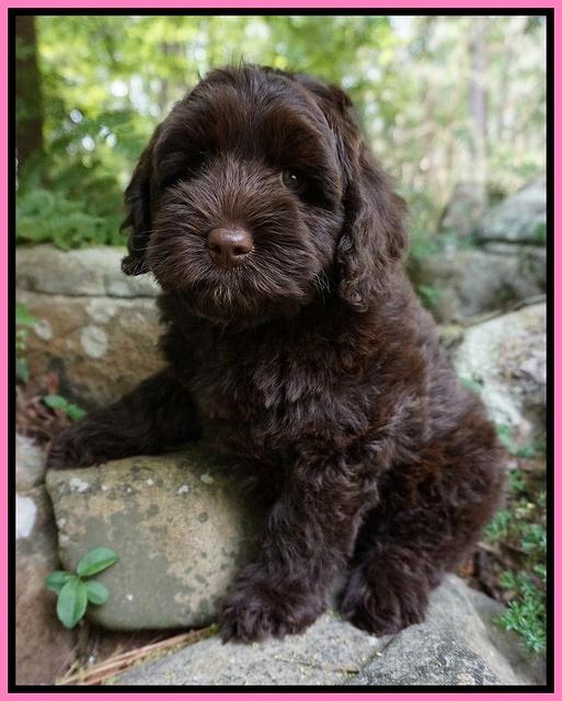 Xana Pilot pups 8 weeks old 1100