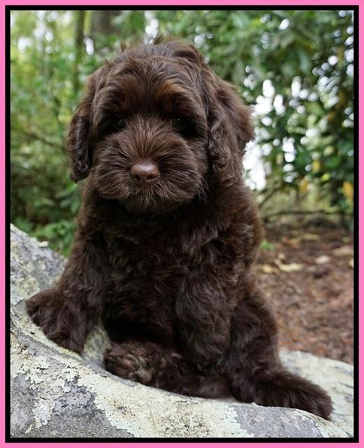 Xana Pilot pups 8 weeks old 2100