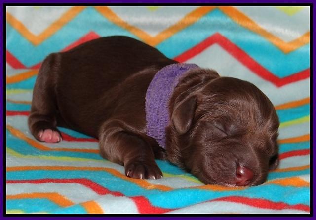 Pilot Xana pups newborn81