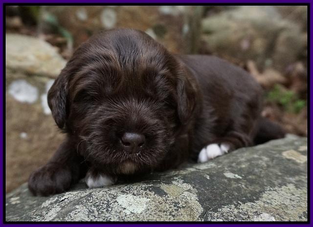 Xana Pilot pups 2 wks old 51