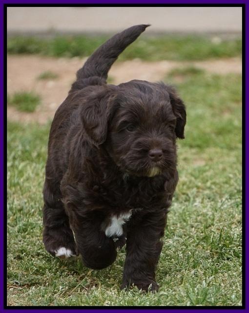 Xana Pilot pups 5 wks old 111