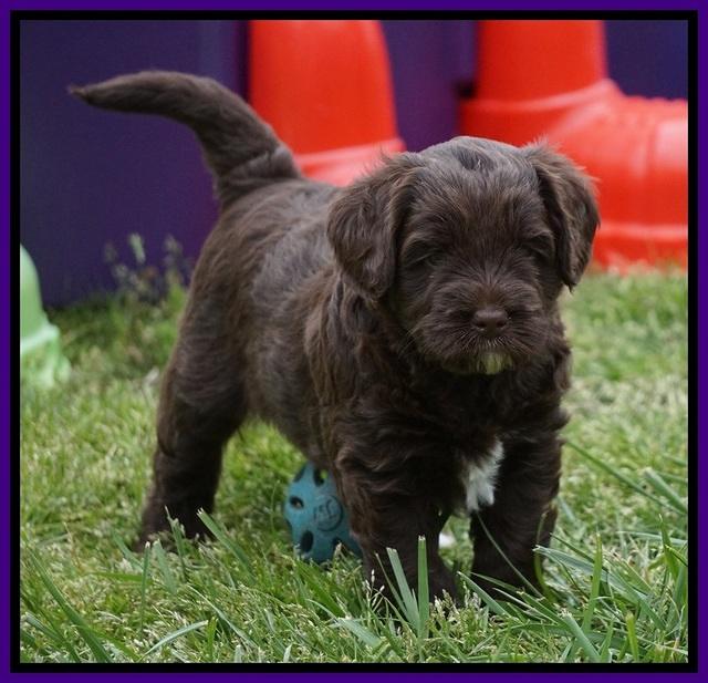 Xana Pilot pups 5 wks old 91