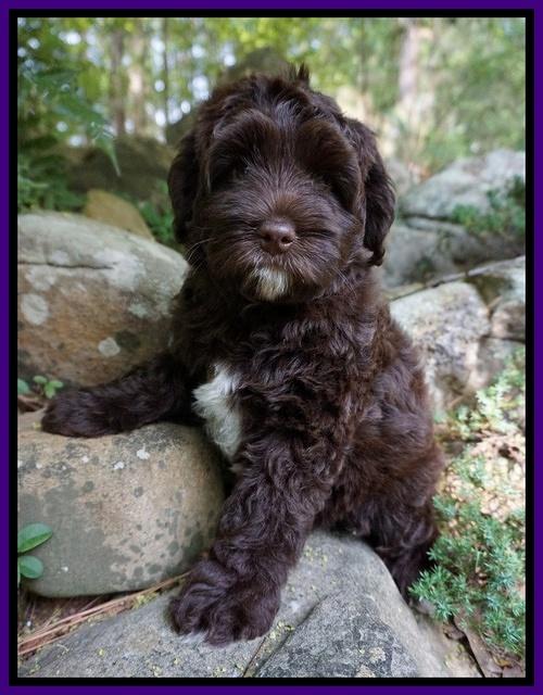 Xana Pilot pups 8 weeks old 131