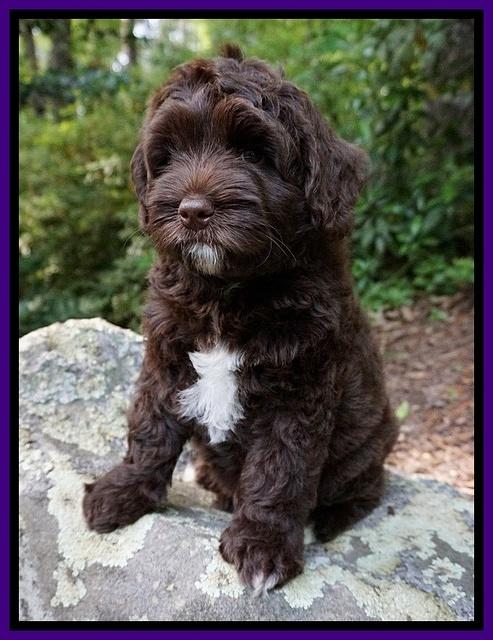 Xana Pilot pups 8 weeks old 141