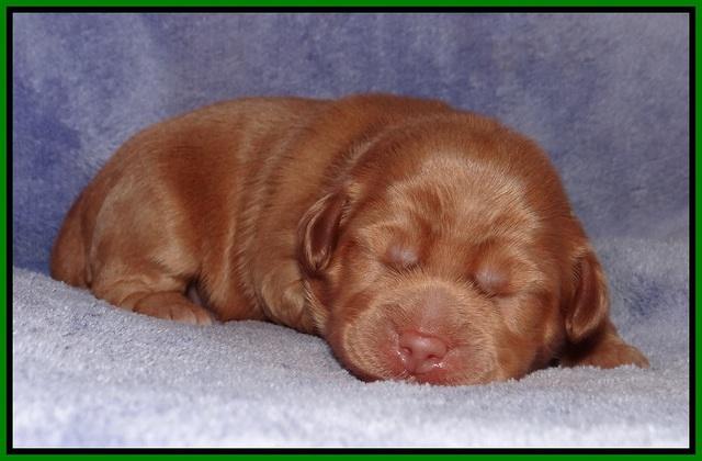Xana Pilot pups 1 wk old 029