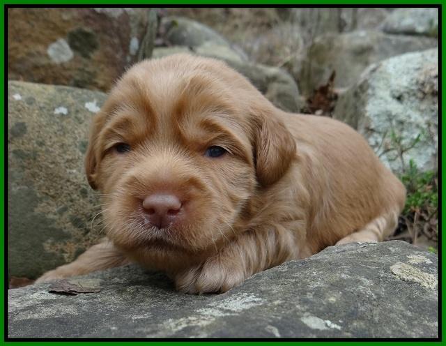 Xana Pilot pups 2 wks old 81