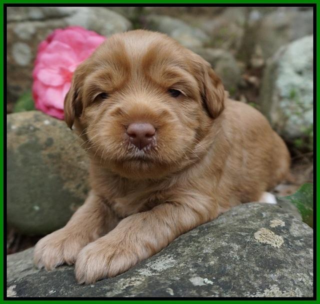 Xana Pilot pups 3 wks old 51
