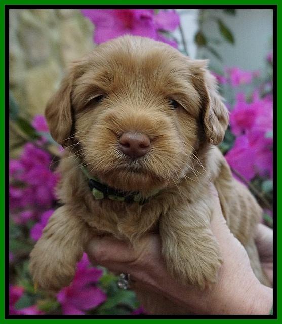 Xana Pilot pups 4 wks old 61