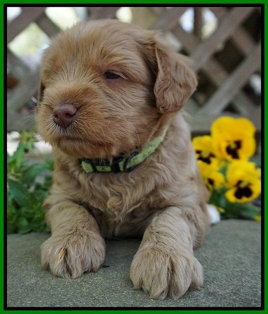 Xana Pilot pups 4 wks old 71