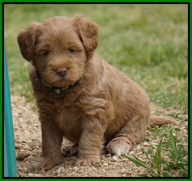 Xana Pilot pups 5 wks old 141