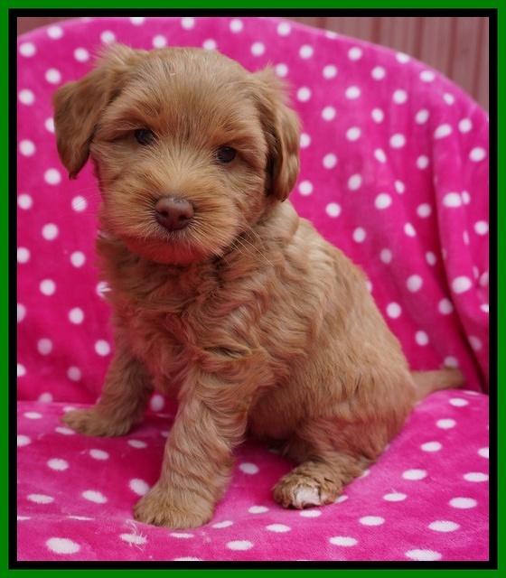 Xana Pilot pups 6 wks old 101