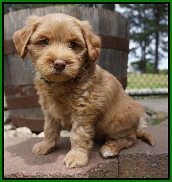 Xana Pilot pups 6 wks old 121