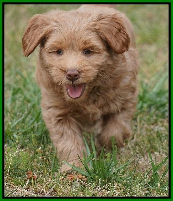 Xana Pilot pups 7 wks old 101