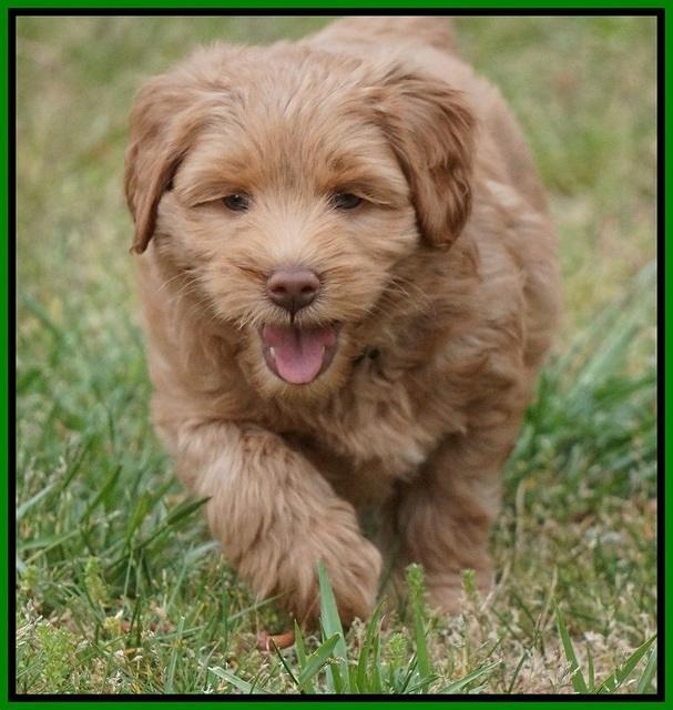 Xana Pilot pups 7 wks old 91