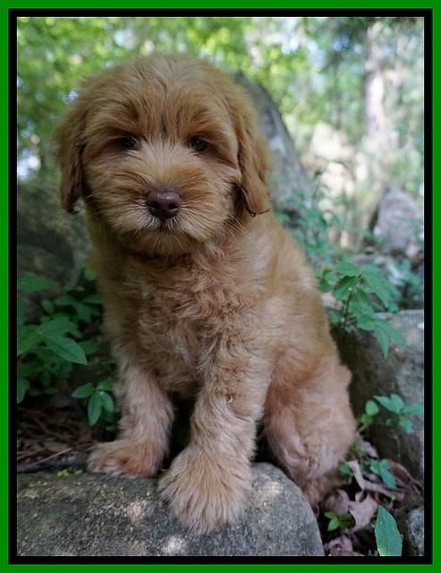 Xana Pilot pups 8 weeks old 111