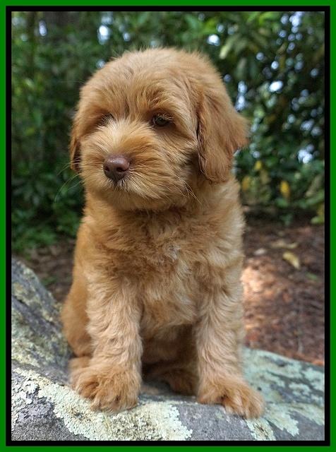 Xana Pilot pups 8 weeks old 91